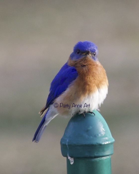 male bluebird photo