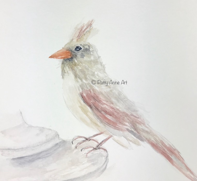 Second wash - female cardinal