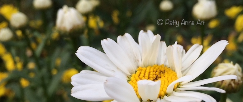 Daisy bloom macro photo