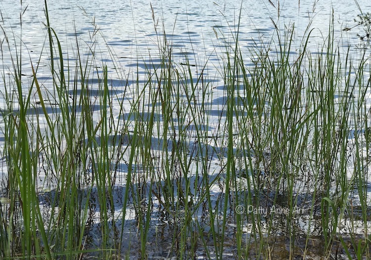 Lake weeds at the shore