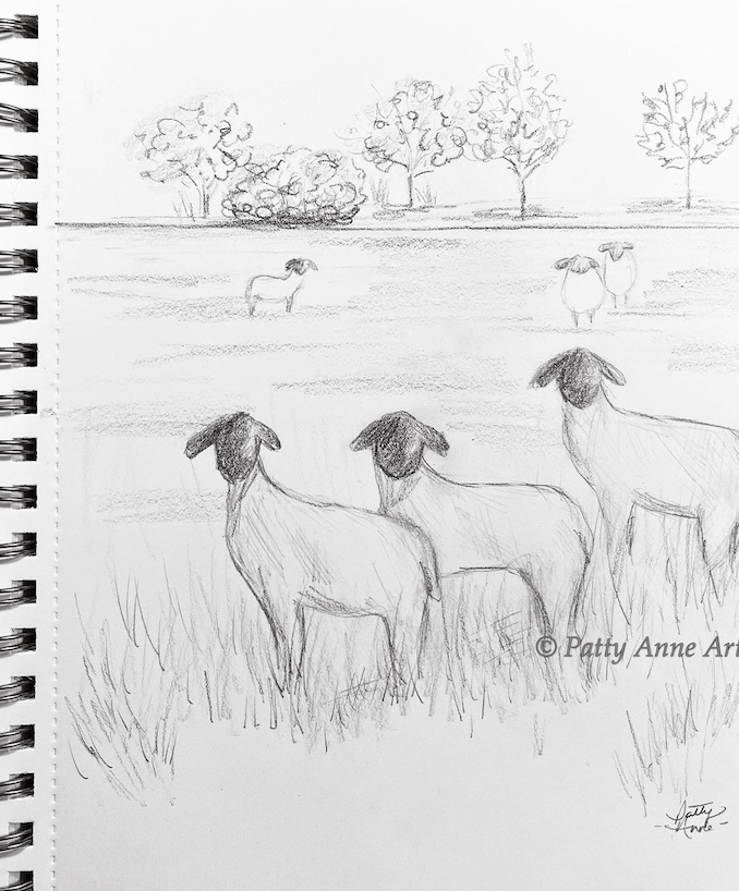 sketching sheep